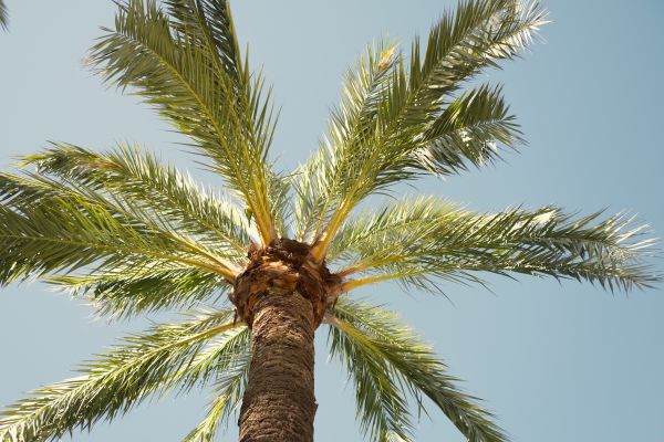 Palm Tree Pruning in Venice