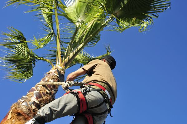 Palm Tree Trimming in Venice