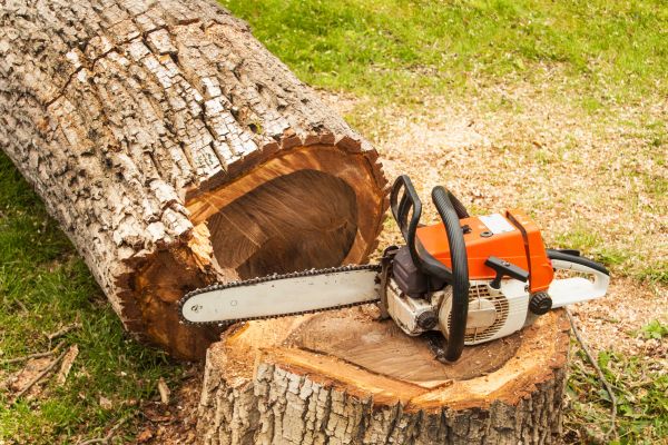 Tree Cutting Service in Venice