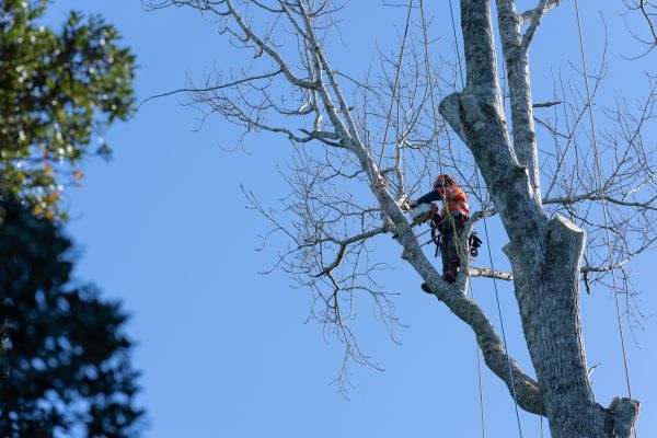 Tree Topping Service in Venice