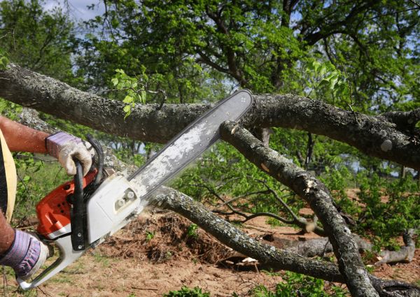Tree Lopping Service in Venice