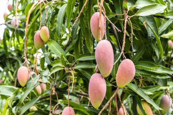 Mango Tree Trimming in Venice