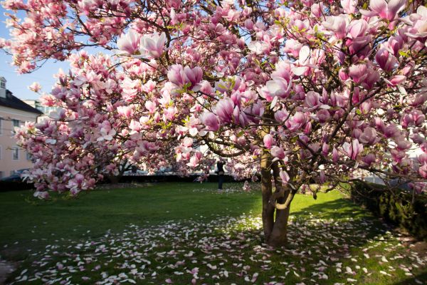 Ornamental Tree Pruning in Venice