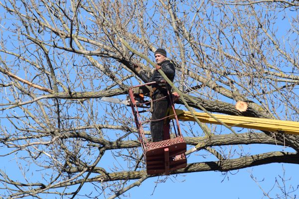 Emergency Tree Trimming in Venice