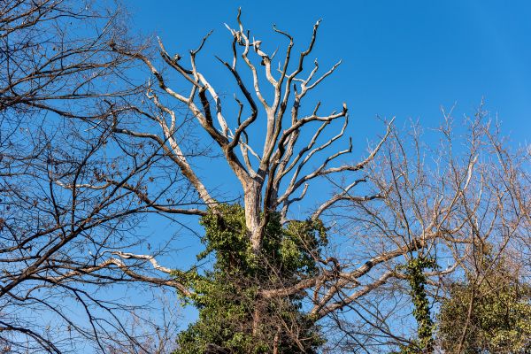 Deadwood Removal in Venice
