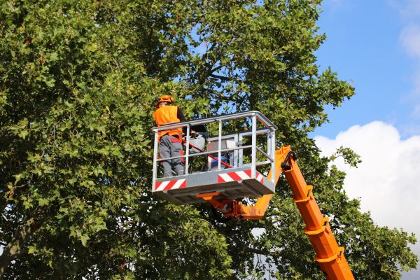 Commercial Tree Service in Venice