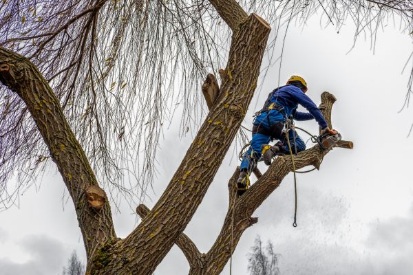 Tree Maintenance Service in Venice