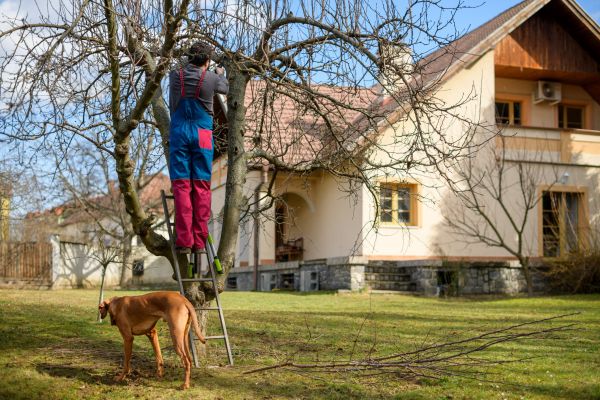Residential Tree Trimming in Venice