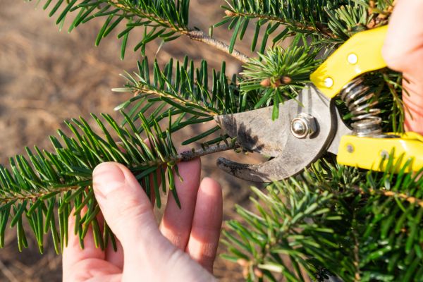 Pine Tree Pruning in Venice
