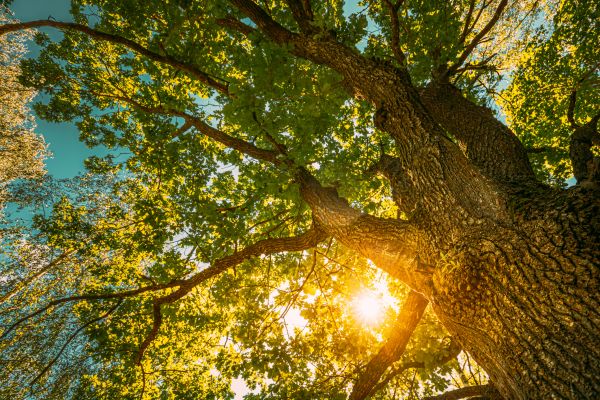 Oak Tree Pruning in Venice