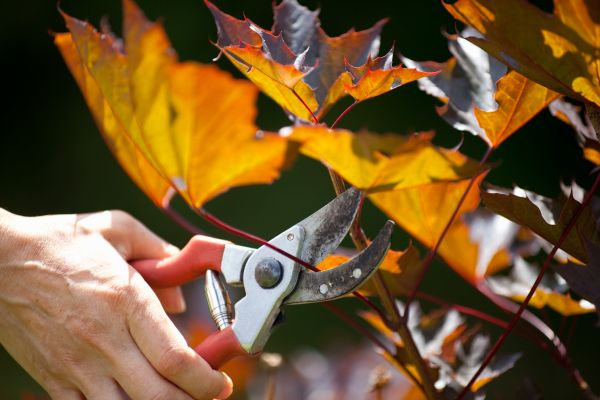 Maple Tree Pruning in Venice