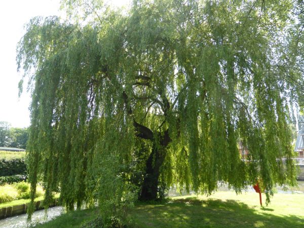Willow Tree Trimming in Venice