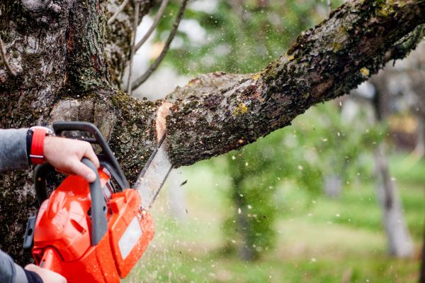 Tree Limbs Removal in Venice
