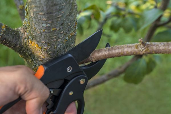 Tree Limb Cutting in Venice