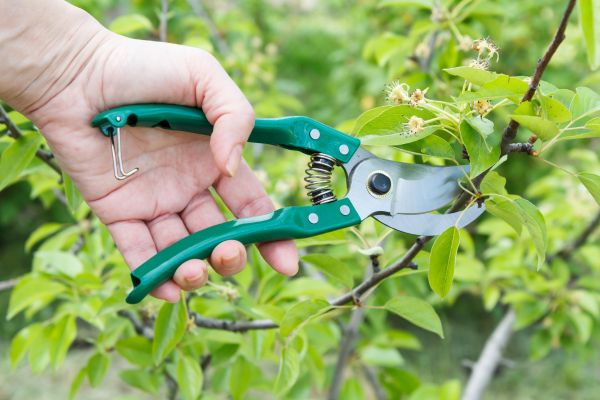 Pear Tree Pruning in Venice