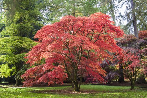 Japanese Maple Pruning in Venice