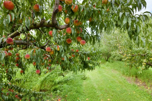 Peach Tree Pruning in Venice