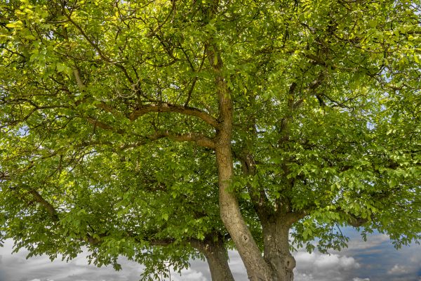 Walnut Tree Trimming in Venice