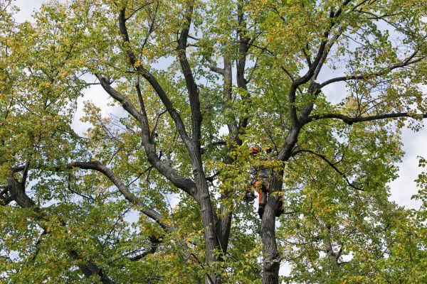 Tree Crown Shaping in Venice