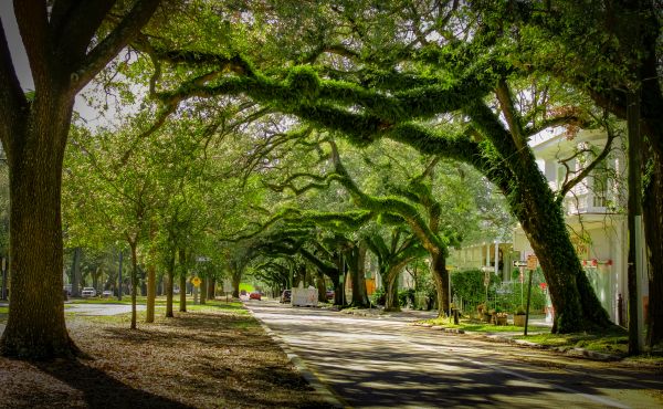Tree Canopy Thinning in Venice