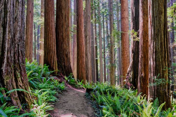 Redwood Tree Trimming in Venice