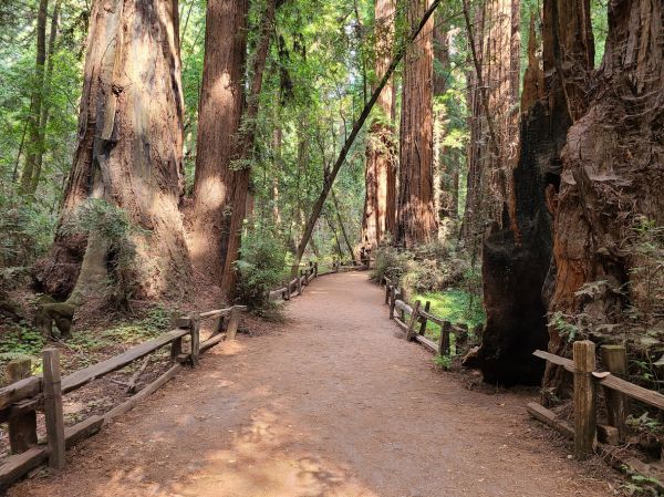 Redwood Tree Pruning in Venice