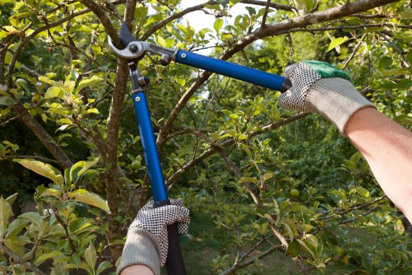 Residential Tree Pruning in Venice