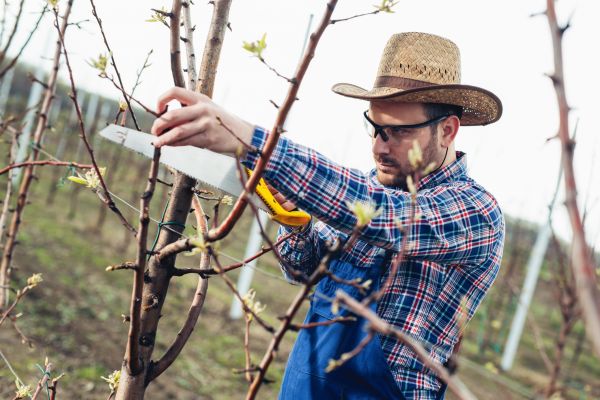 Orchard Tree Pruning in Venice