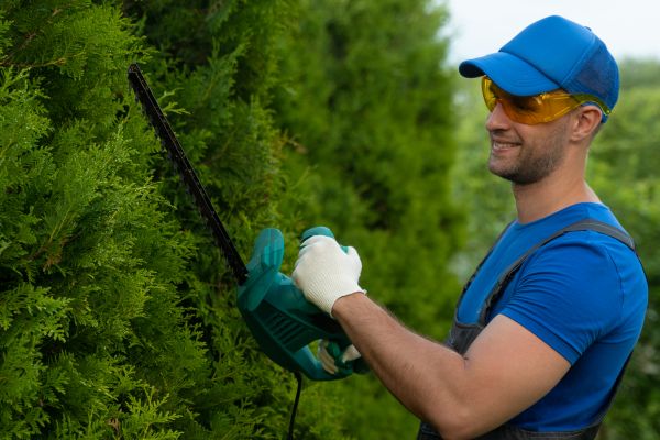 Tree Shaping Service in Venice