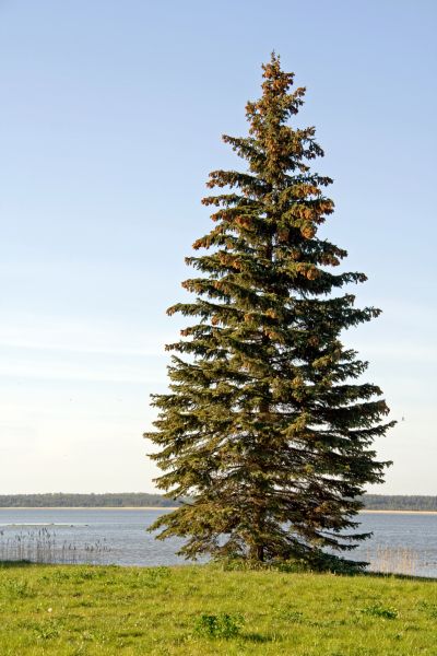 Spruce Tree Pruning in Venice