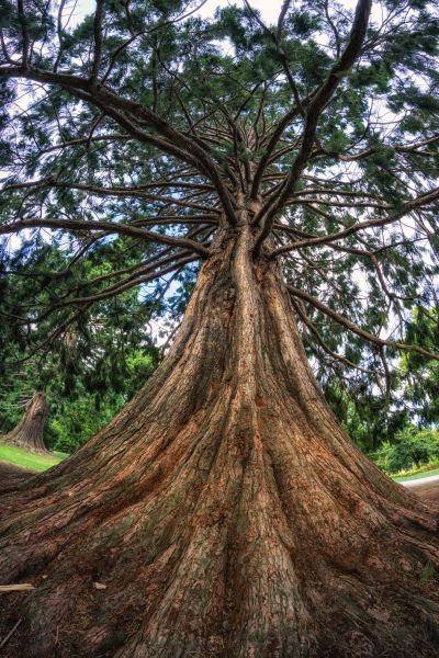 Cedar Tree Pruning in Venice