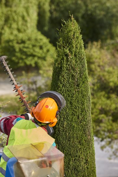 Cypress Tree Trimming in Venice