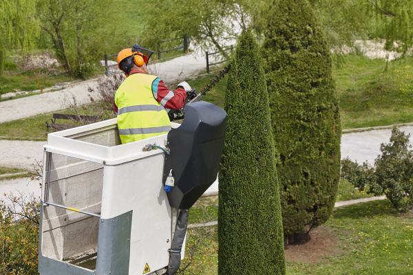 Cypress Tree Pruning in Venice