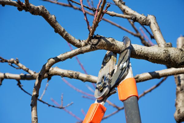 Peach Tree Trimming in Venice