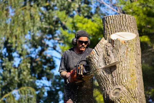 Ash Tree Pruning in Venice