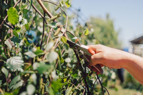 Birch Tree Pruning in Venice