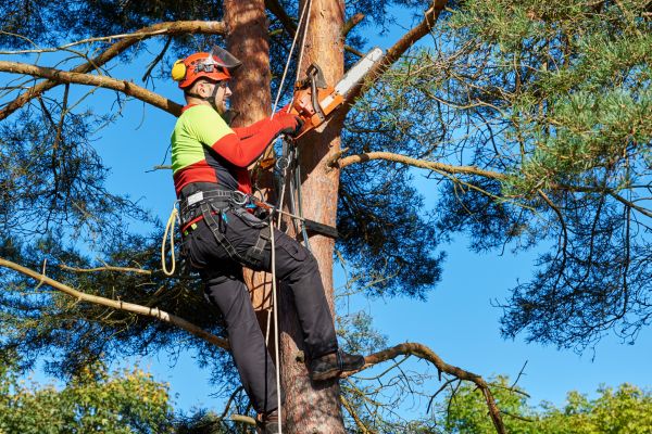 Canopy Pruning in Venice