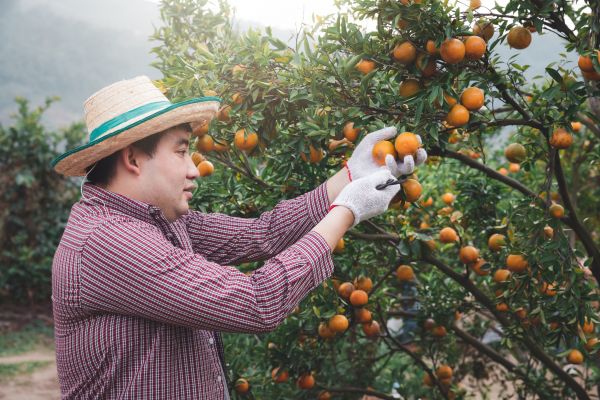 Orange Tree Pruning in Venice