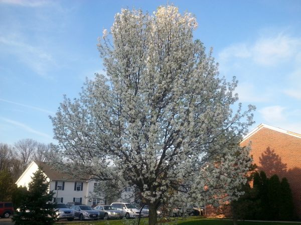 Bradford Pear Tree Pruning in Venice