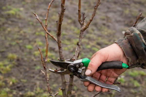 Pear Trees Pruning in Venice