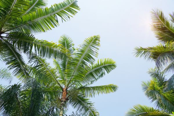 Queen Palm Tree Trimming in Venice