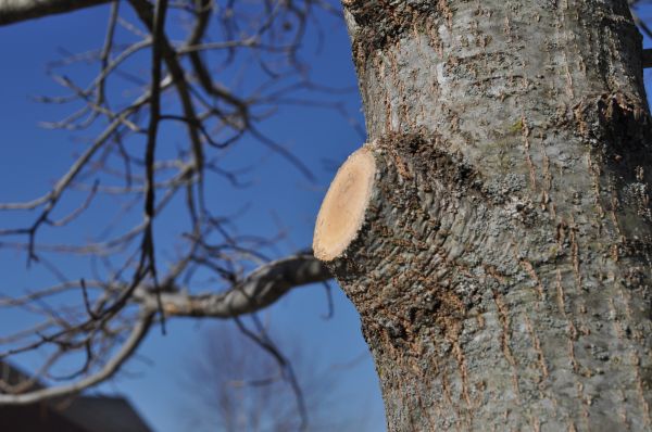 Limb Pruning in Venice