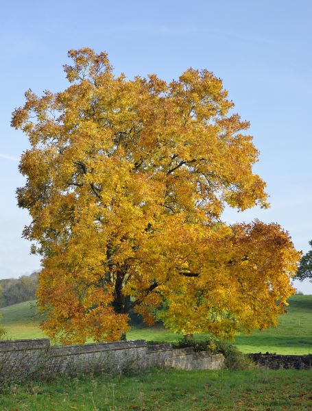 Hickory Tree Trimming in Venice