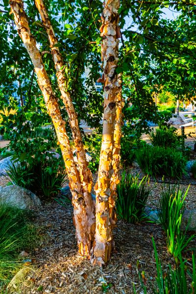 River Birch Trimming in Venice