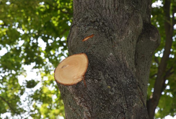 Limb Cutting in Venice