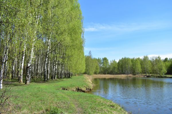 River Birch Pruning in Venice