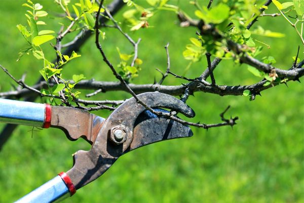 Branches Pruning in Venice
