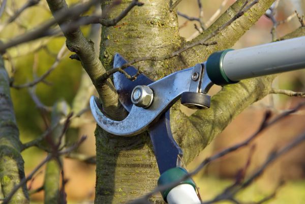Tree Limb Trimming Service in Venice