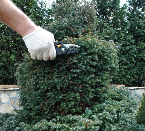 Ornamental Tree Trimming in Venice