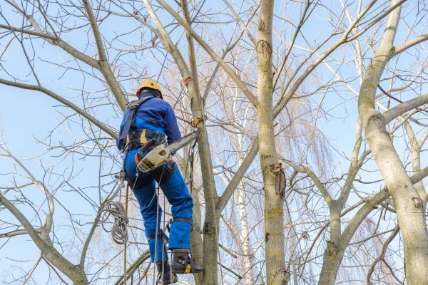 Large Tree Trimming in Venice